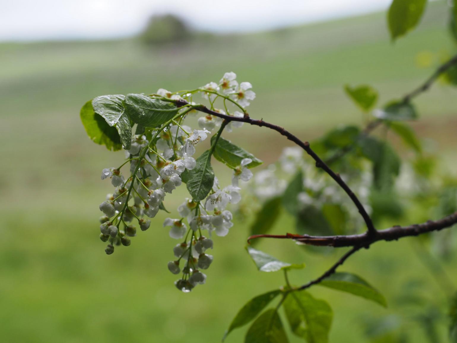 Cherry, Bird